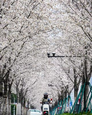 以為雞鳴寺櫻花已經夠美了，直到我去這裡