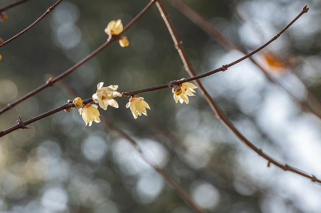 真如公園蠟梅展