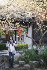 終究是沒錯過,燕園臘梅花開。