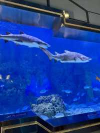 廣州海洋館親子遊全攻略