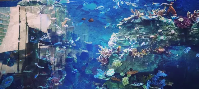100個海洋館&動物園計劃～深圳小梅沙海洋世界