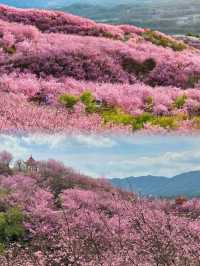 千畝櫻花園盛開錯過要再等一年