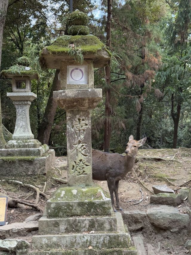 日本8日遊 親子出遊不二之選