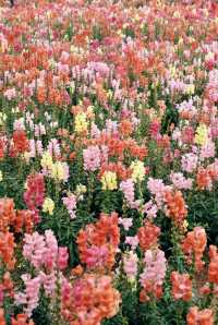 珠海都有夢幻莫奈花園，花開正盛
