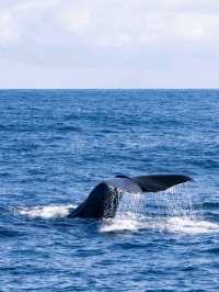 Kaikoura：Heaven for whale-watching