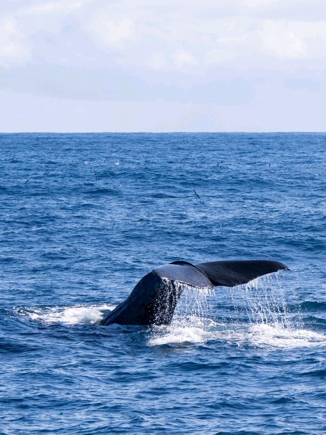 Kaikoura：Heaven for whale-watching