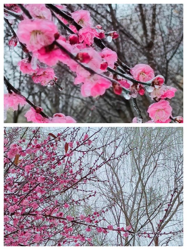 阜陽：皖北明珠