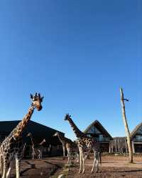 伍斯特周邊必衝！西密德蘭茲野生動物園保姆級攻略真實體驗
