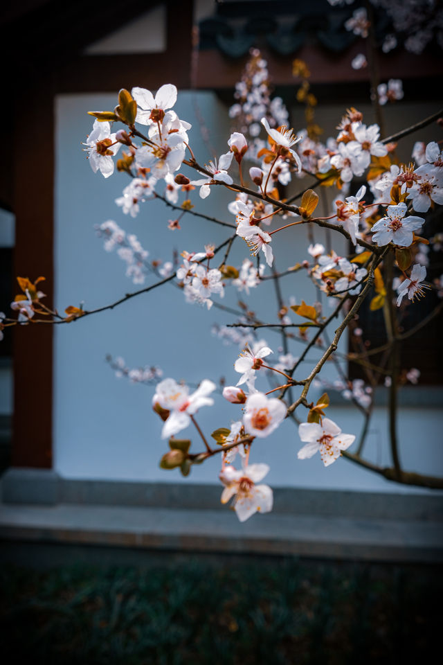 這個春天，西湖賞花一定要去西湖南線