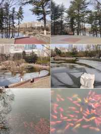 南山公園，殘雪消融，北國的春天已經來臨