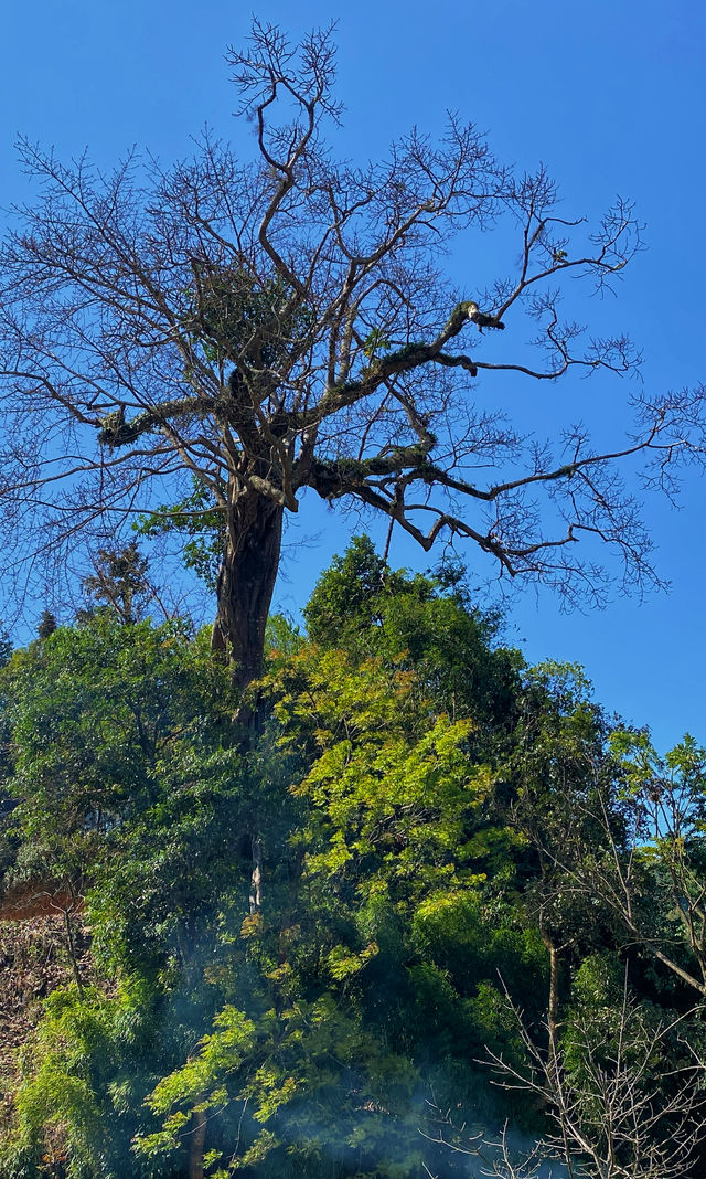 西雙版納南糯山，茶山十公里「慢搖」路線！