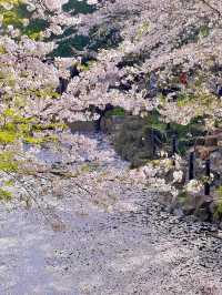 上海｜魯迅公園水上櫻花🌸3月實拍超絕美！