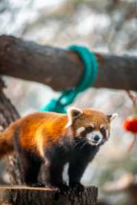 動物園遊記ᵕ̈終於看到軍軍和紅糖啦 附攻略