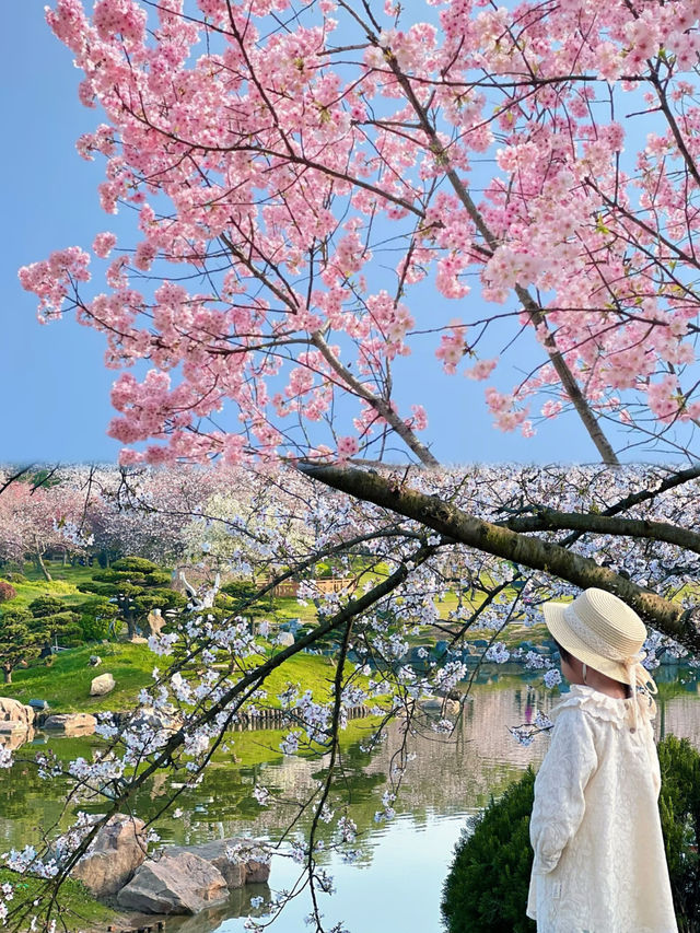 武漢櫻花季保姆級攻略！避開人海拍神仙大片