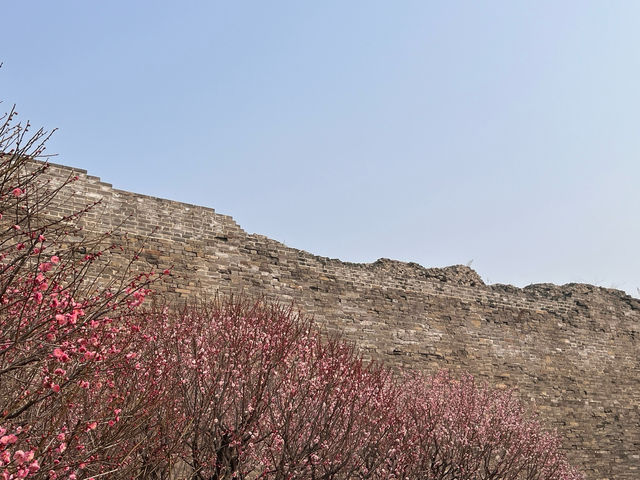 明城牆遺址的梅花～