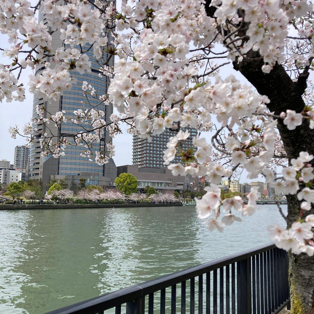 🌸 被問爆的賞櫻聖地 | 毛馬櫻之宮公園