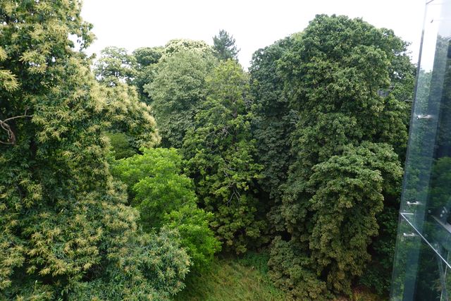 Exploring the Treetop Walkway at Kew Gardens