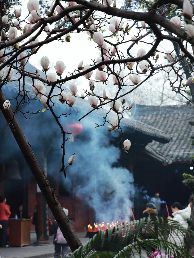成都這家寺廟藏著玉蘭花的春天