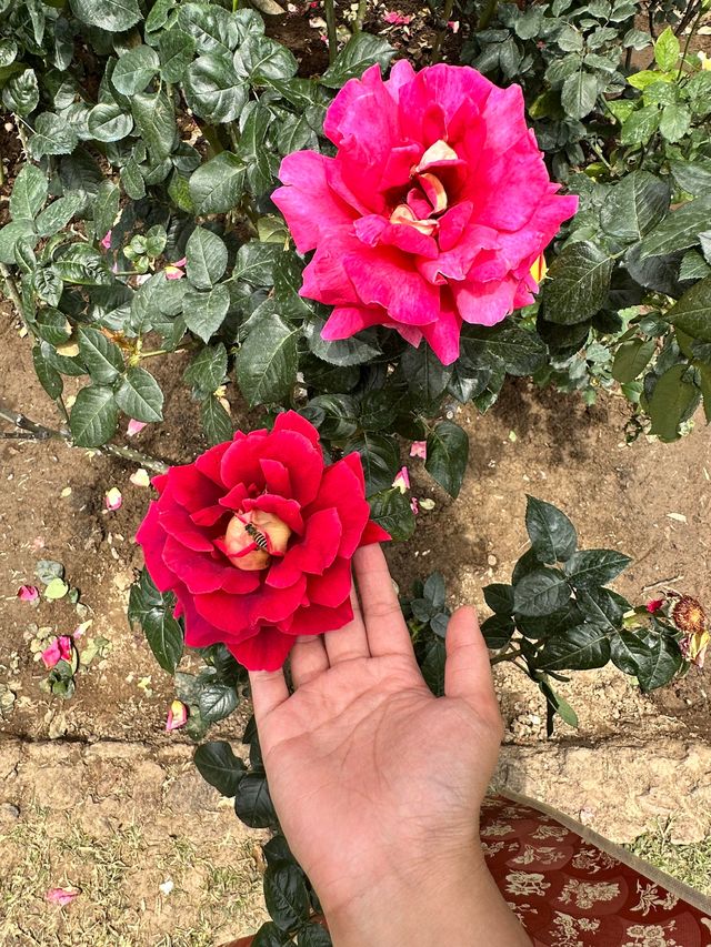 春日踏青賞花，深圳羅湖呢條路線真係超級治癒