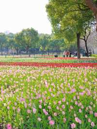 墜入花海！這個免費公園的含金量持續上升