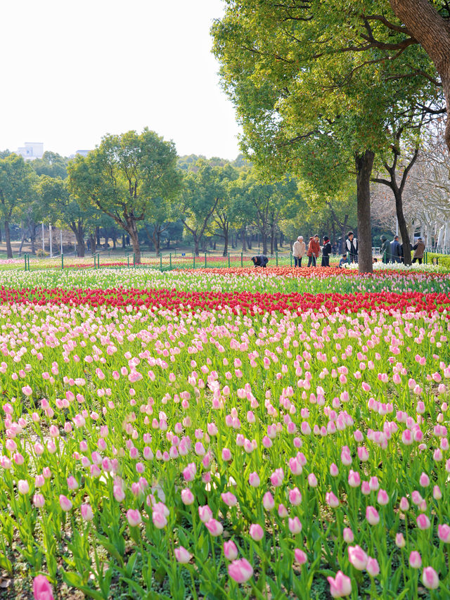 墜入花海！這個免費公園的含金量持續上升