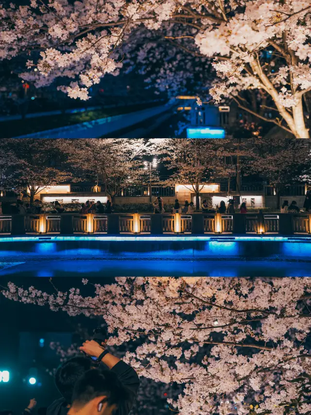 A Cherry Blossom City Walk in Nanjing This Spring