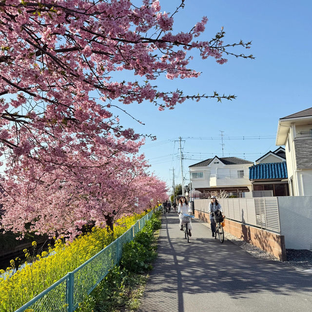 夢幻開箱！東京近郊藏著一條粉到發光的櫻花河岸🌸