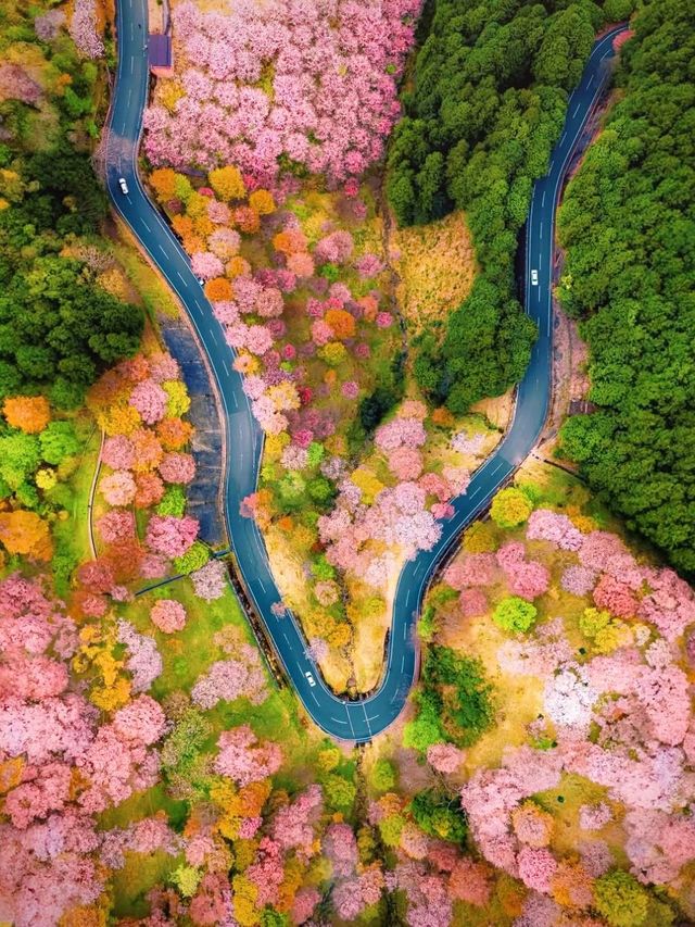 清明時節 6日深度遊日本攻略