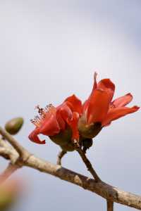 木棉染紅雨林季，王下鄉筆下的「桃花源記」