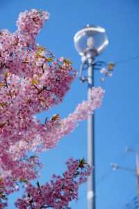 Discover the Cherry Blossom Sea in Kyoto with Direct Metro Access!