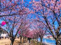 在日本四國德島中央公園欣賞櫻花