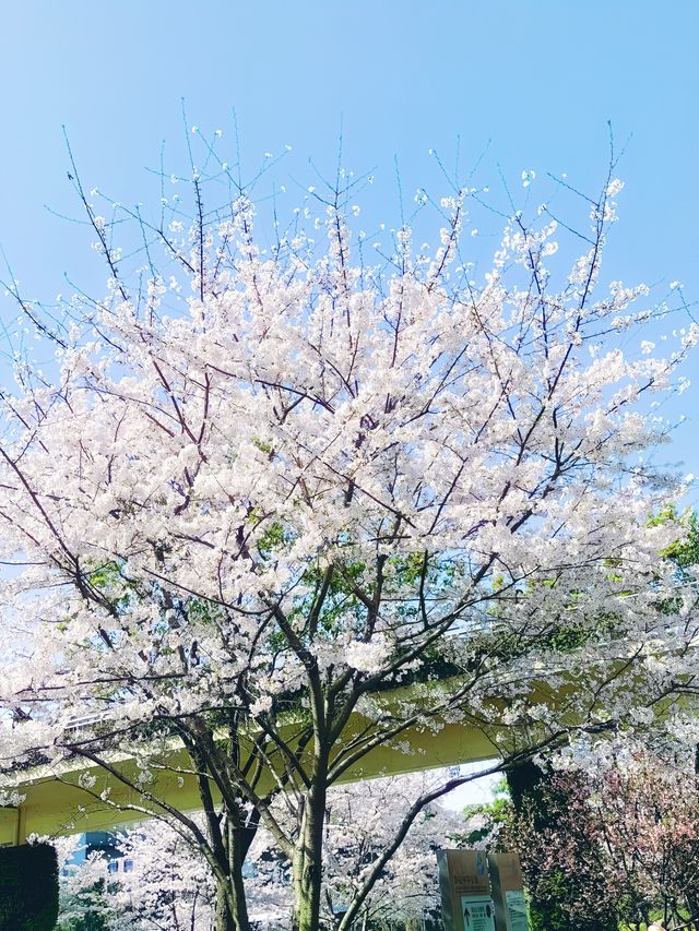 開往春天的地鐵站，櫻花盛開，充滿日劇感！