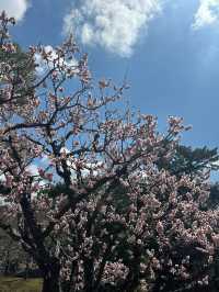 日本8日遊清明賞花正當時別錯過