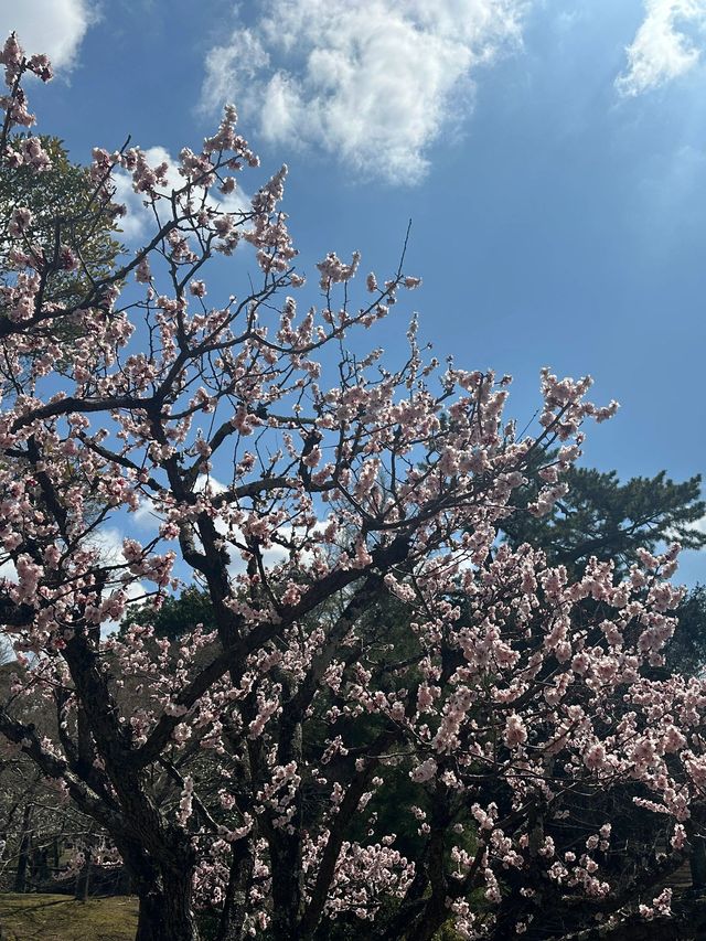 日本8日遊清明賞花正當時別錯過