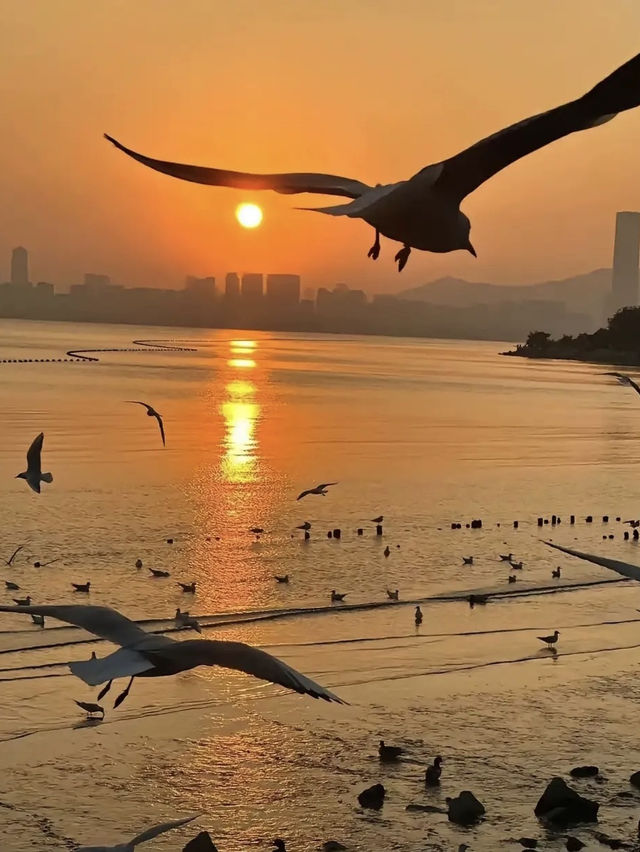 深圳灣公園，超級愜意的海濱漫步勝地✨