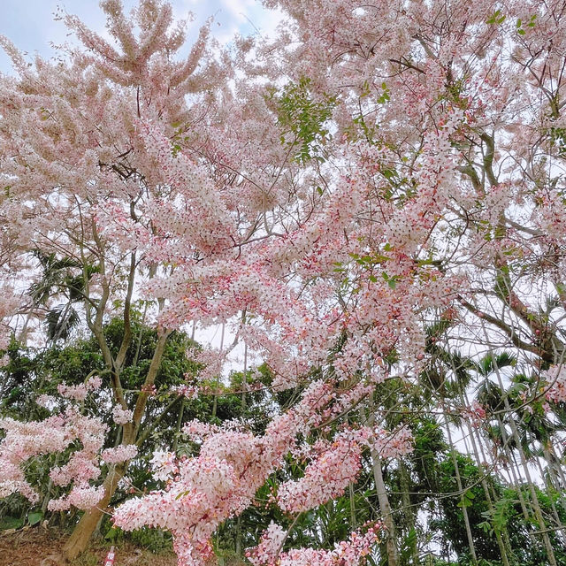 嘉義藏著個超美「粉紅村」！一秒出國賞櫻🌸