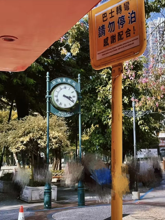 白鴿輕舞：時光映影於巢間