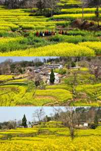 信陽油菜花地圖 | 春日限定的金色浪漫