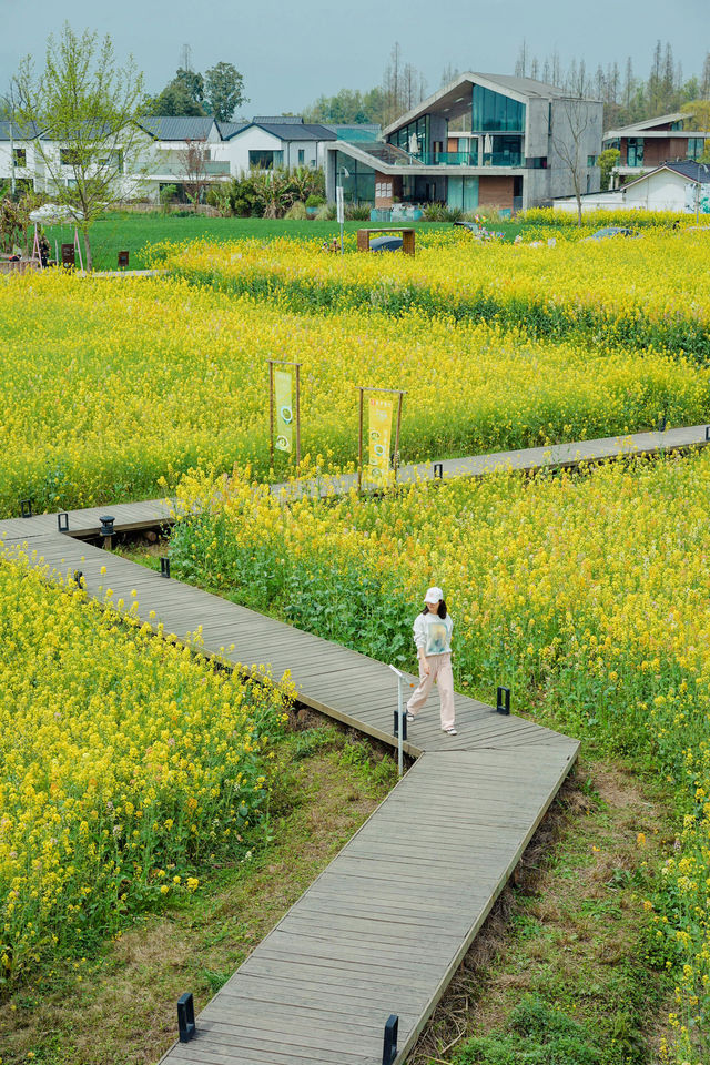 成都周邊|油菜花田如油畫般～