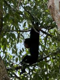 Discover Asia's First Rainforest Adventure Zoo in Singapore!