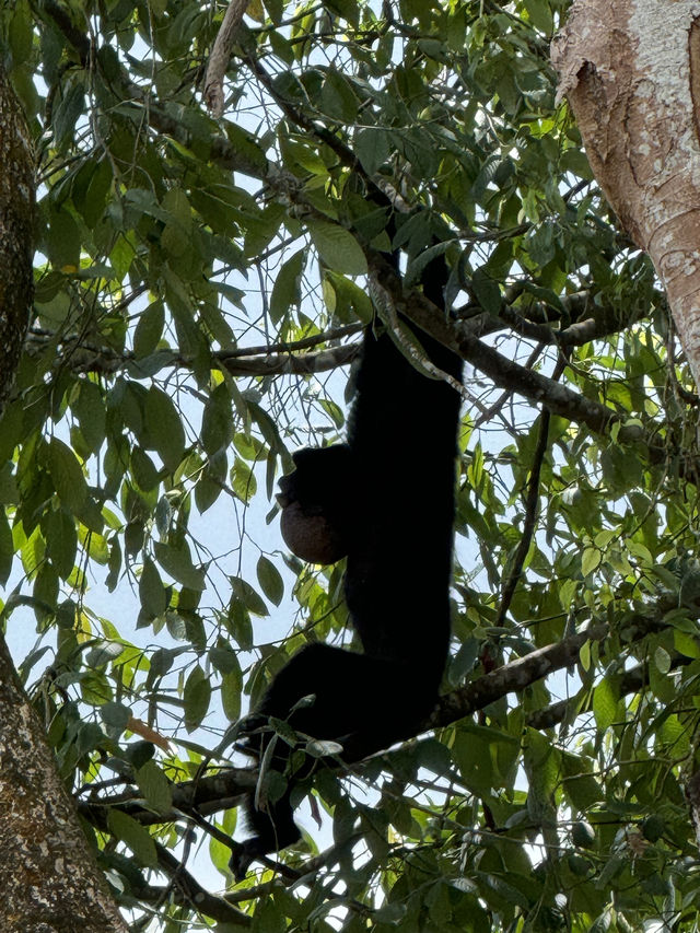 Discover Asia's First Rainforest Adventure Zoo in Singapore!