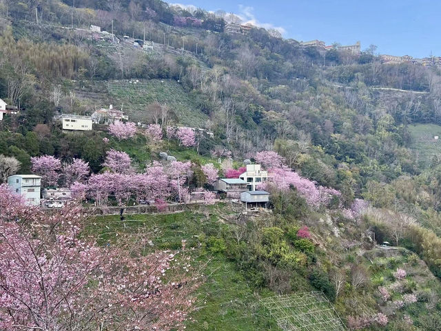 清境農場，雲端上的櫻花詩篇