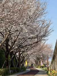 大渚公園，海風輕拂下的櫻花物語