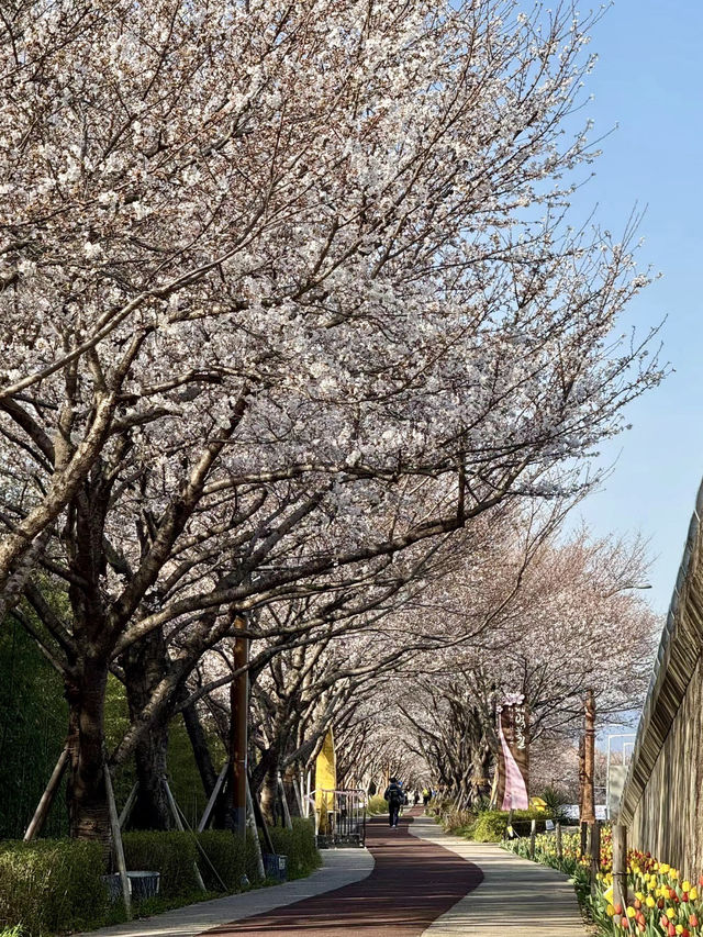 大渚公園，海風輕拂下的櫻花物語