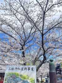 福岡柳川，粉櫻爛漫的水鄉綺夢