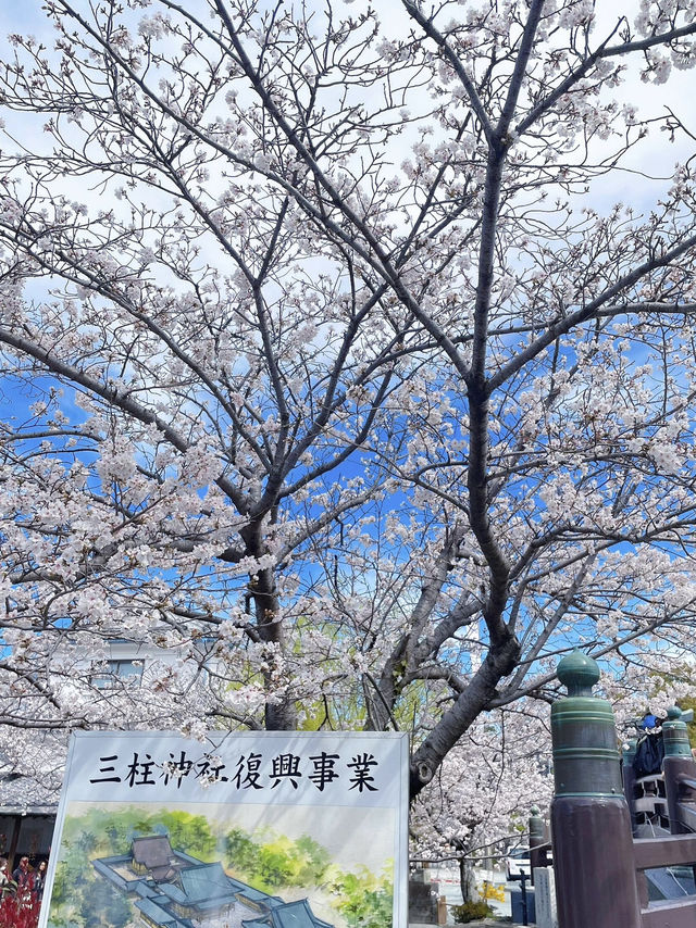 福岡柳川，粉櫻爛漫的水鄉綺夢