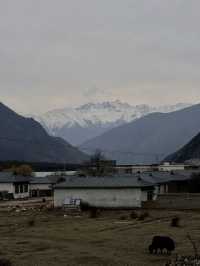 比起嘎拉桃花村，我更愛沿途的雪山和桃樹