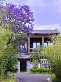 昆明限定浪漫｜住進紫色秘境裏的藍花楹攻略