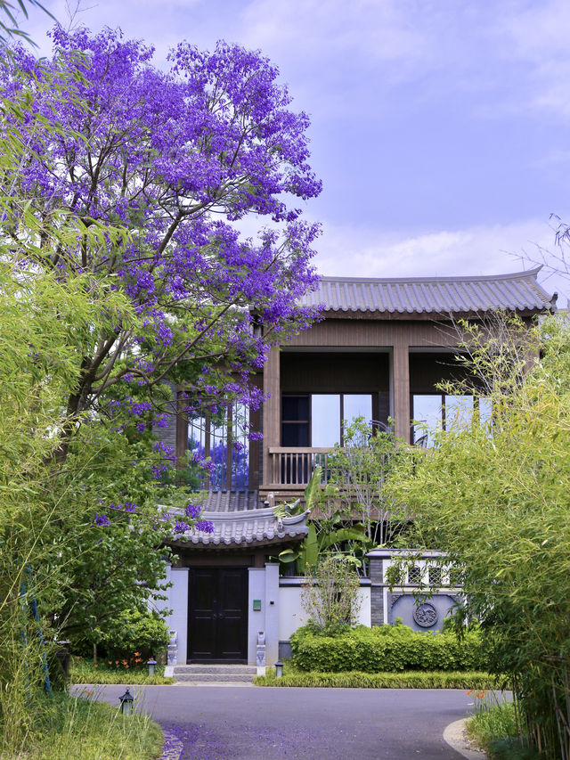 昆明限定浪漫｜住進紫色秘境裏的藍花楹攻略
