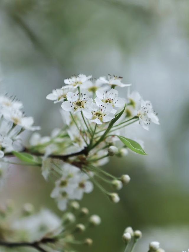 北京梨花季｜勇闖春日限定「雪國秘境」